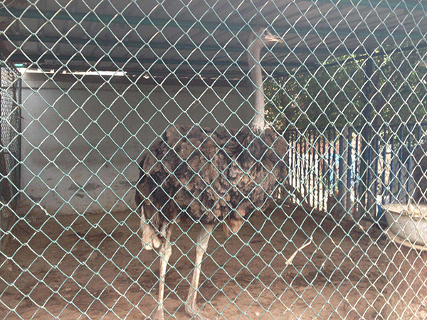 養(yǎng)殖勾花網(wǎng)圖片2